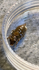 Gomphidae