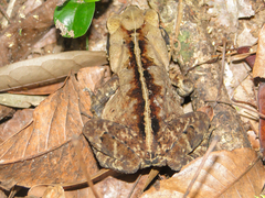 Rhinella ornata