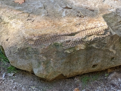 Lepidodendron