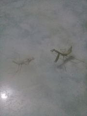 Parastagmatoptera unipunctata