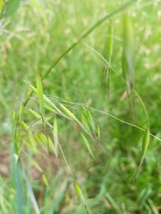Avena barbata
