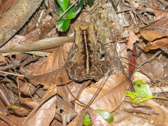 Rhinella ornata