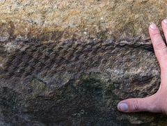 Lepidodendron
