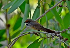 Rhipidura dryas