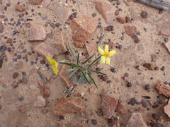 Goodenia willisiana
