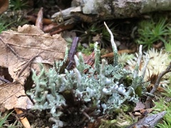 Cladonia ochrochlora