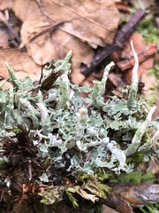 Cladonia ochrochlora