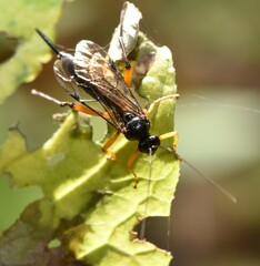 Pimpla pedalis