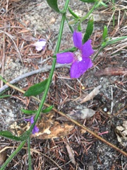 Scaevola ramosissima