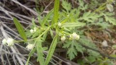 Parthenium hysterophorus