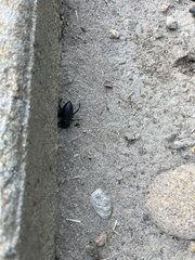 Tenebrionidae