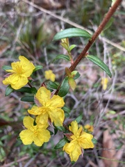 Hibbertia linearis