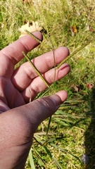 Paspalum laeve
