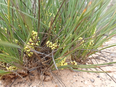 Lomandra collina