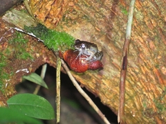 Pulchrana baramica
