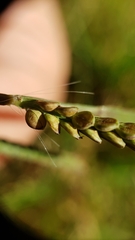 Paspalum laeve