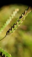 Paspalum laeve