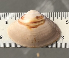 Spisula raveneli
