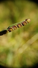 Paspalum laeve