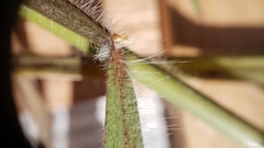 Paspalum laeve