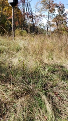 Paspalum laeve