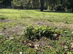 Chenopodium ficifolium