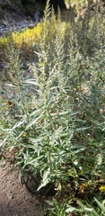 Artemisia douglasiana