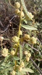 Sphaeralcea angustifolia