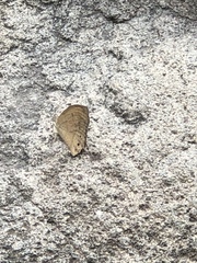 Pindis squamistriga