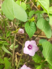 Ipomoea triloba