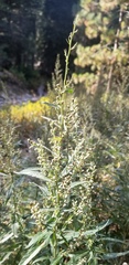 Artemisia douglasiana