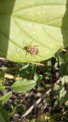 Liorhyssus