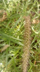 Cenchrus ciliaris