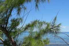 Casuarina