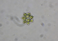 Coelastrum pulchrum