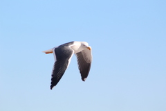 Larus livens