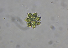 Coelastrum pulchrum