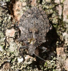 Brochymena