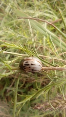 Leptinotarsa lineolata