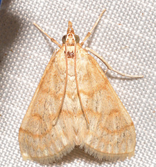 Paracorsia repandalis