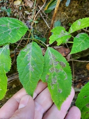 Aspilanta hydrangaeella