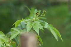 Jatropha gossypiifolia