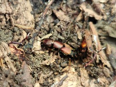 Platydracus cinnamopterus