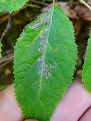 Aspilanta hydrangaeella