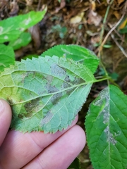 Aspilanta hydrangaeella