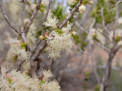 Melaleuca lanceolata