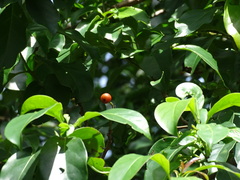 Ehretia longiflora