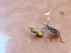 Homalodisca liturata