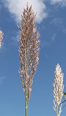 Phragmites australis