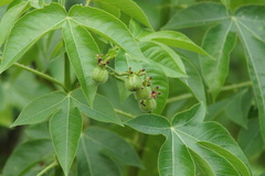Jatropha gossypiifolia